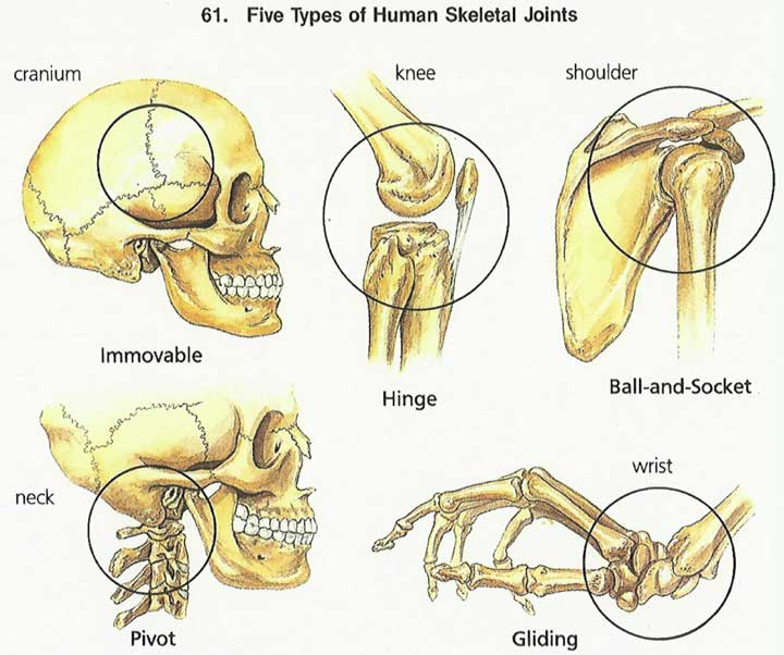 5 types of joints